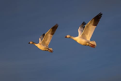 Snow geese in flight. Bosque del Apache National Wildlife Refuge, New Mexico Art Print